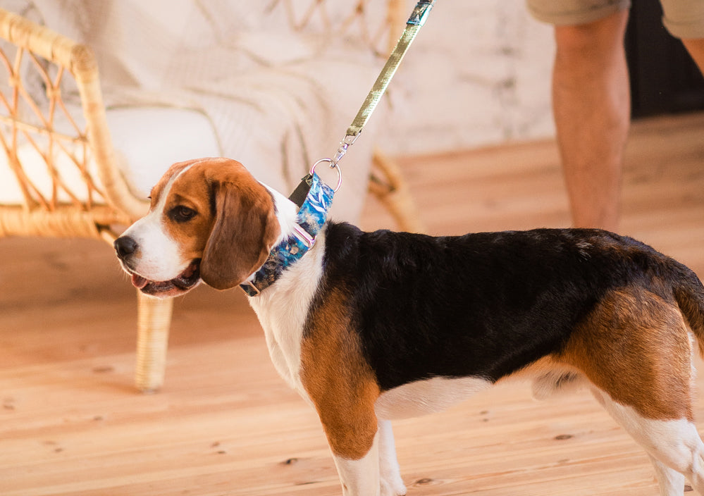 Dog Bandanas – Bloom Paws