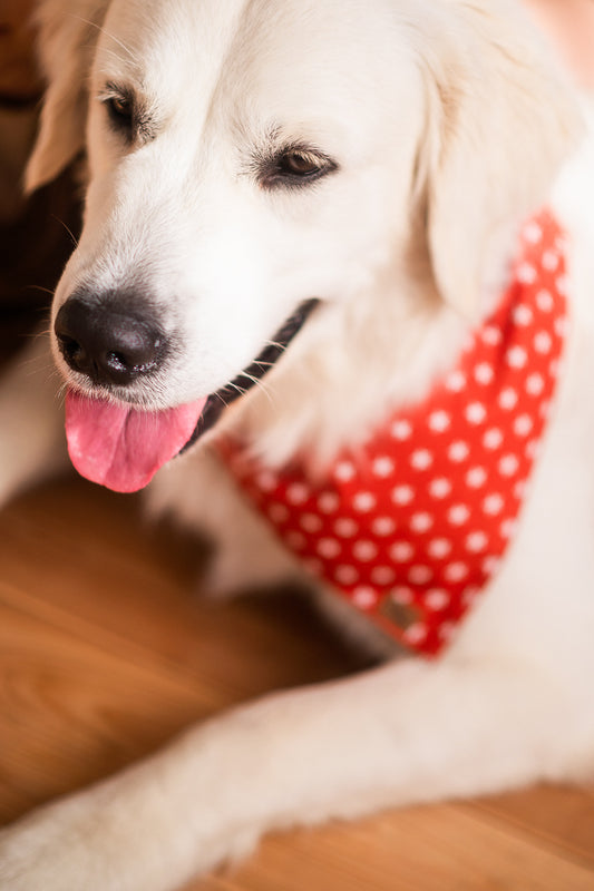 Dog Bandanas – Bloom Paws